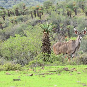 Young Kudu Bull Eastern Cape South Africa