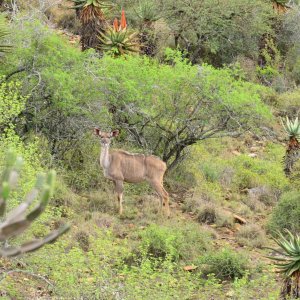 Kudu Cow Eastern Cape South Africa