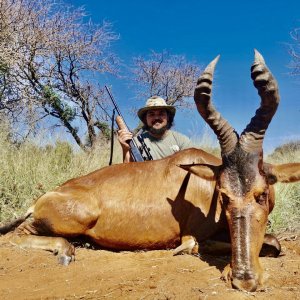 Red Hartebeest Hunt South Africa