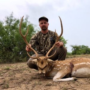 Axis Deer Hunt Texas