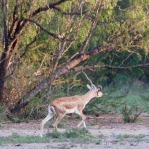 Unusual Blackbuck Texas