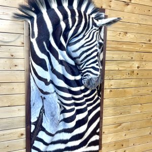 3D Zebra Wall Mount Taxidermy