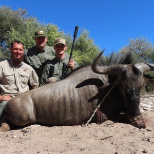 Blue Wildebeest Hunt Botswana