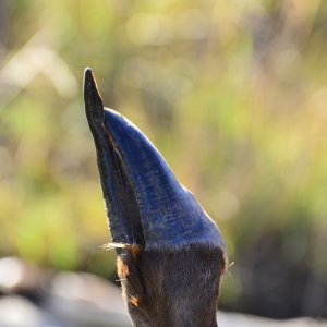 Overgrown Hoof Blesbok