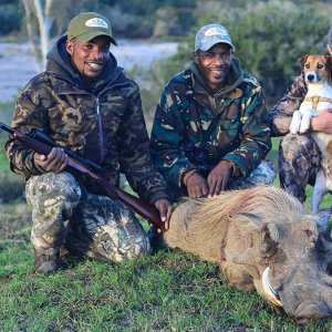 Warthog Hunt Eastern Cape South Africa