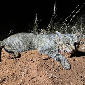 African Wildcat