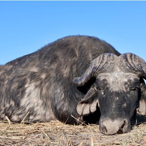 Old Buffalo Hunt Namibia