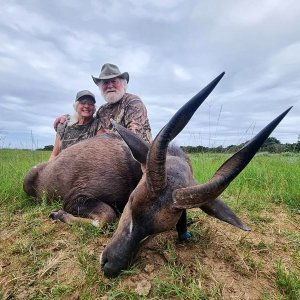 Bushbuck Hunt South Africa