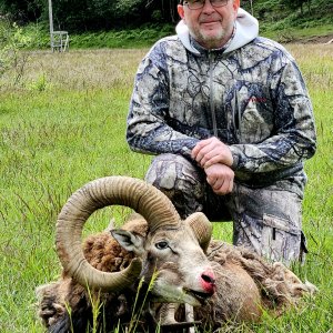 Mouflon Sheep Hunt Sweden