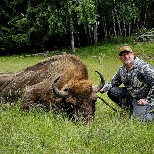 Wisent Hunt Sweden