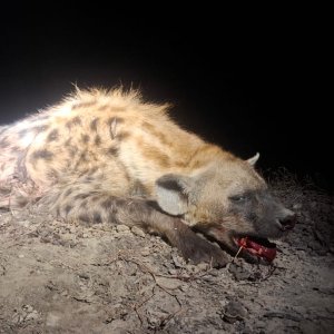 Spotted Hyena Hunt South Africa