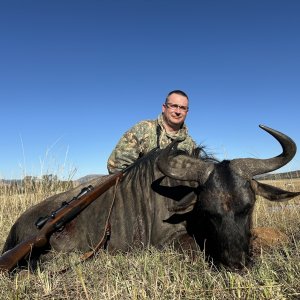 Blue Wildebeest Hunt South Africa