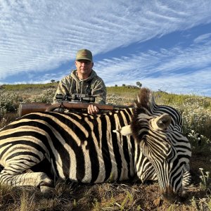 Zebra Hunt South Africa