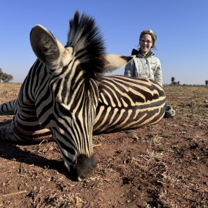 Zebra Hunting South Africa