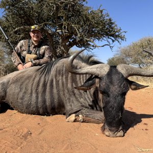 Blue Wildebeest Hunting South Africa