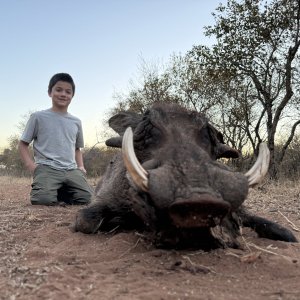 Warthog Hunting South Africa