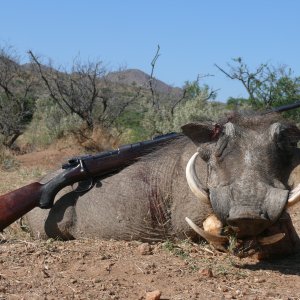 Hunting Warthog