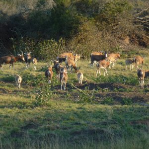 Blesbok Herd Eastern Cape South Africa