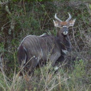 Nyala Eastern Cape South Africa