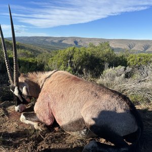 Gemsbok Hunt South Africa