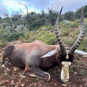 Blesbok Hunt South Africa