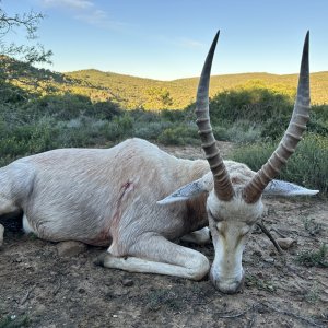 White Blesbok Hunt South Africa