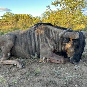 Blue Wildebeest Hunt South Africa