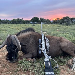 Black Wildebeest Hunt South Africa