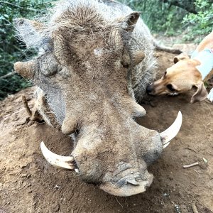 Warthog Hunt South Africa