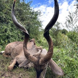 Kudu Hunt South Africa