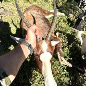 Blesbok Hunt South Africa