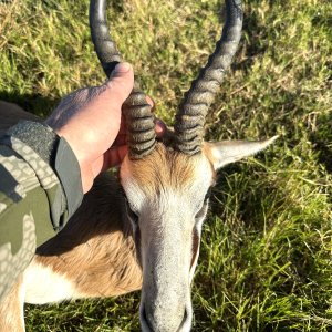 Springbok Hunt South Africa