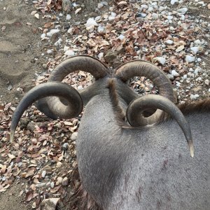 Kudu Hunting Namibia