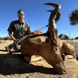 Red Hartebeest Hunt South Africa