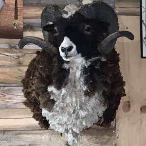 Ram Shoulder Mount Taxidermy