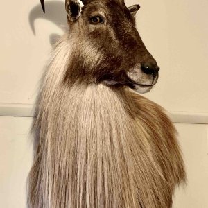 Himalayan Tahr Shoulder Mount Taxidermy