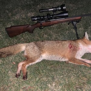 Fox Hunting Australia