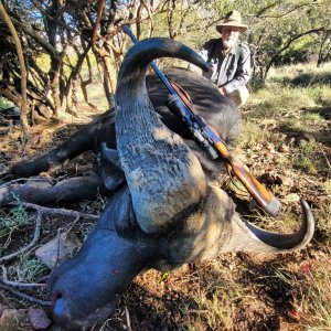 Cape Buffalo