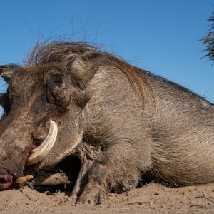 Warthog Hunting South Africa