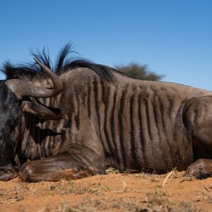 Blue Wildebeest (female)