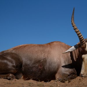 Blesbok Hunting