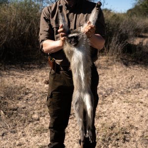 Vervet Monkey Hunting