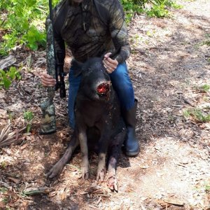 Florida Hog Hunting