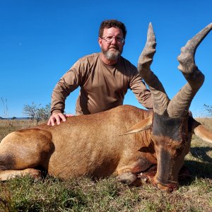 Red Hartebeest Hunt