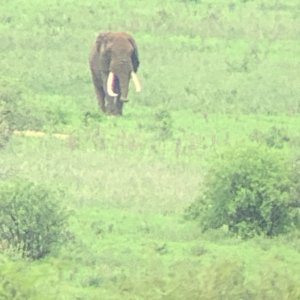 Tanzania Elephant Bull