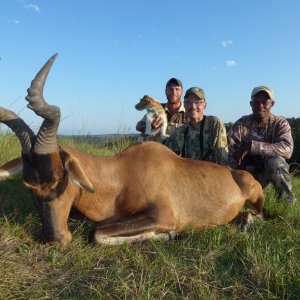 Red Hartebeest Hunt Eastern Cape South Africa