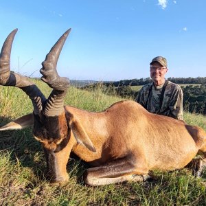 Red Hartebeest Hunt Eastern Cape South Africa