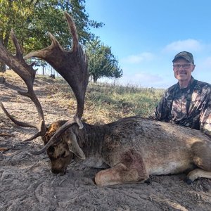 Fallow Deer Hunt Eastern Cape South Africa