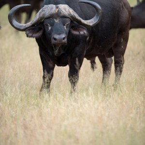 Cape Buffalo South Africa