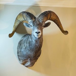 Arizona Desert Bighorn Sheep Shoulder Mount Taxidermy